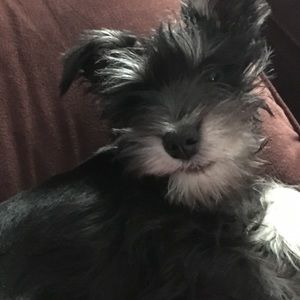 Meet your Posher, Dawn